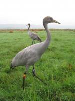 Strutting her stuff! Aug 2010